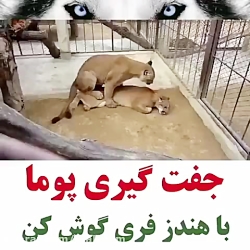 جفت گیری پوما