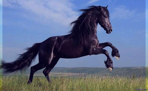 جفت گیری اسب در خواب 