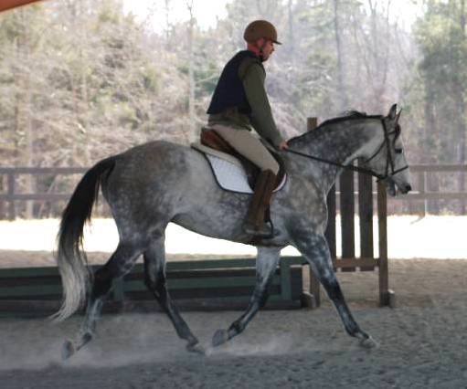 جفت گیری اسب در خواب 