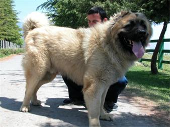 Great Caucasian Shepherd Dog