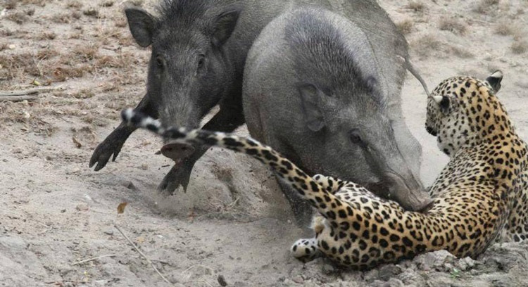 شکار پلنگ توسط گراز