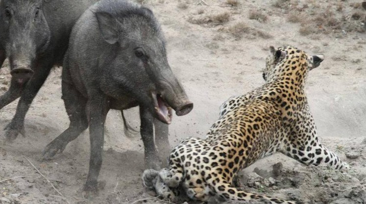 شکار پلنگ توسط گراز