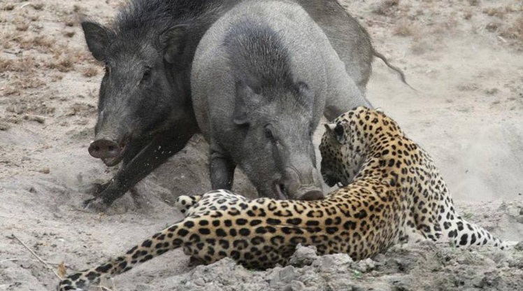 شکار پلنگ توسط گراز