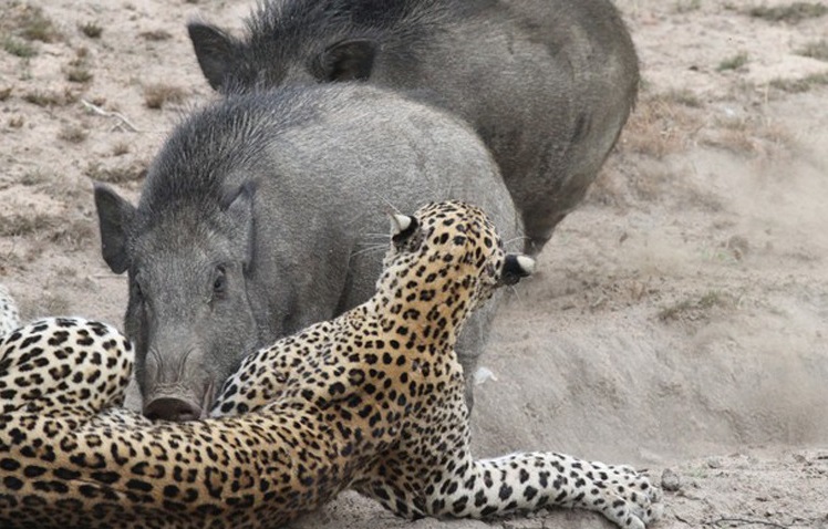 شکار پلنگ توسط گراز