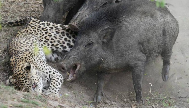 شکار پلنگ توسط گراز