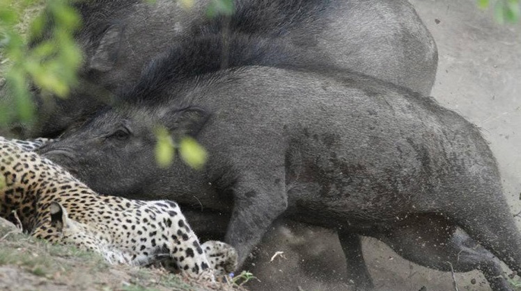 شکار پلنگ توسط گراز