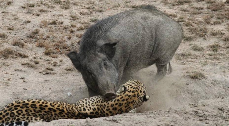 شکار پلنگ توسط گراز