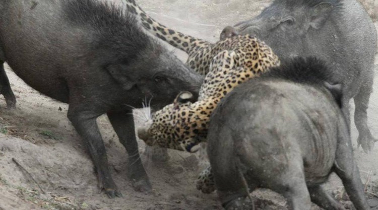 شکار پلنگ توسط گراز