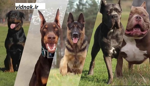 The wildest dog breed in the world