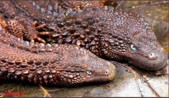 There are 10 unique animals you can't believe