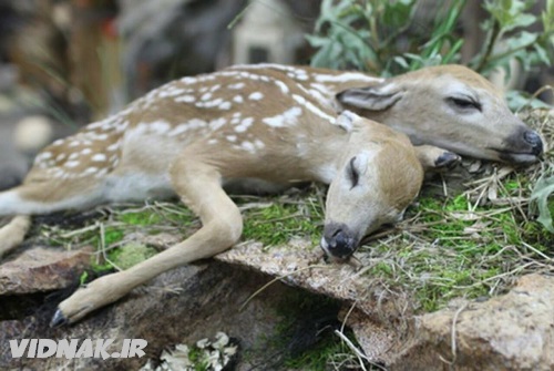 حیوانات دو سر آهو