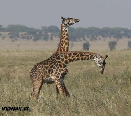 حیوانات دو سر زرافه