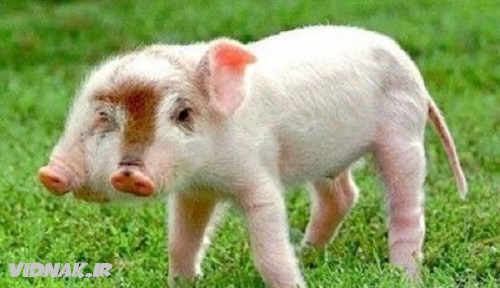 حیوانات دو سر خوک