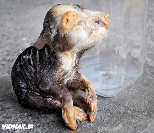 حیوانات دو سر گوسفند