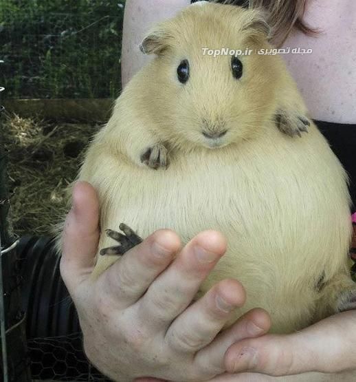 حیوانات حامله pregnant animals بامزه