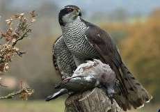 تغذیه پرندگان شکاری