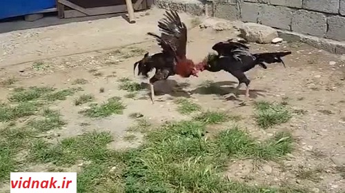 جنگ خروس لاری و محلی در تهران