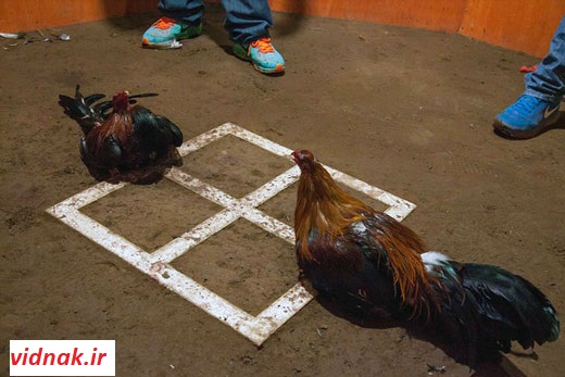 جنگ خروس لاری و محلی در تهران