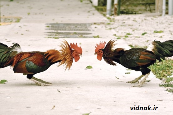 کلیپ جنگ خروس لاری و محلی در تهران