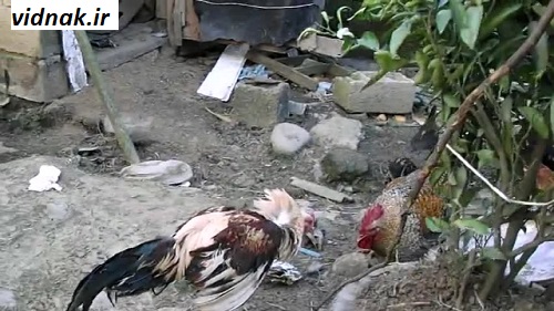 جنگ خروس لاری و محلی در تهران