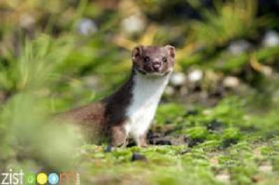 شکنجه و کشتن 500 موش با راسو