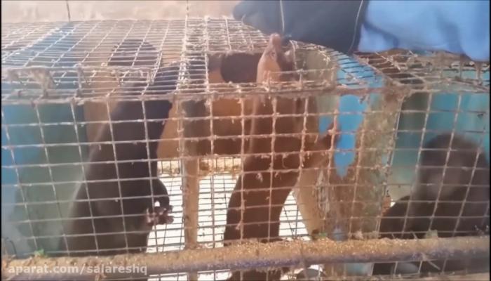 Torture the rat with a weasel