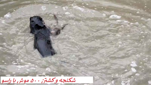 شکنجه و کشتن 500 موش با راسو