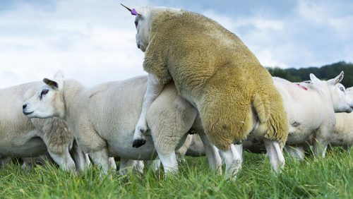 جفتگیری گوسفند فیلم جفت گیری گوسفند