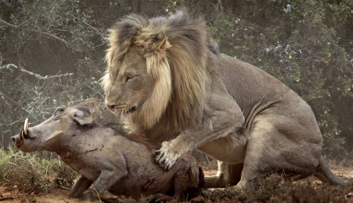 Boar hunting by lion
