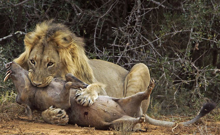 Boar hunting by lion