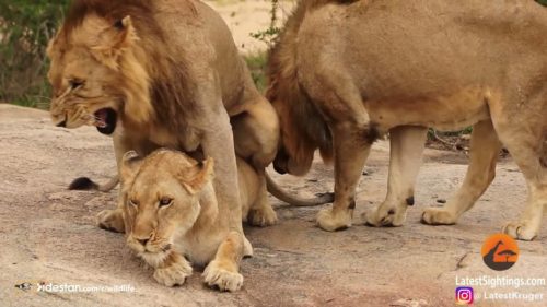 جفت گیری حیوانات،