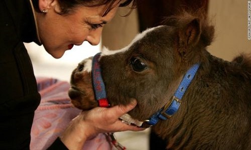 بزرگترین و کوچکترین اسب‌ های دنیا +تصاویر