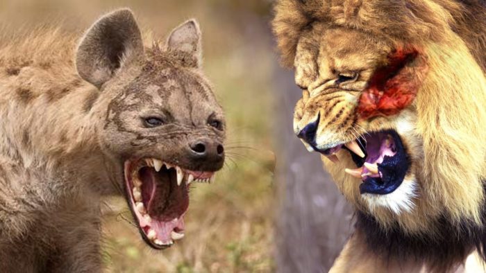 شکار حیوانات و جنگ حیوانات +عکس 