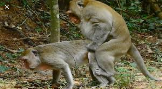  جفتگیری میمون ها Monkey mating