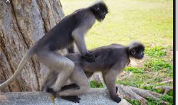  جفتگیری میمون ها Monkey mating