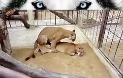 جفت گیری پوما ,جفت گیری حیوانات