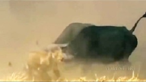 مستند حیات وحش 2019