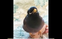 آموزش سخنگو کردن مرغ مینا