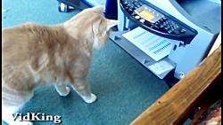 ویدیو های فان از حیوانات بخش 150