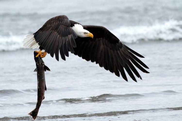 ماهیگیری عقاب آمریکایی با یک شیرجه به سمت دریاچه | فیلم