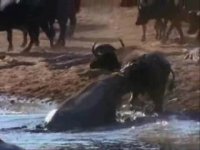 سمفونی وحشت در حیات وحش