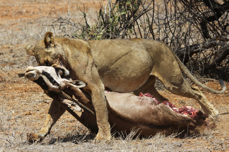 شکار اوریکس آفریقایی توسط شیر در بیابان نامیب | فیلم