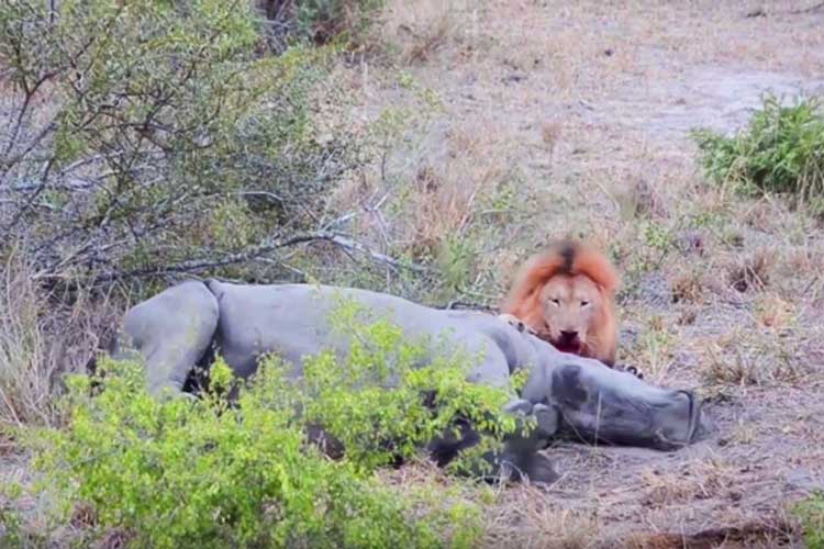 شیر نر کرگدن را زنده زنده می‌خورد | فیلم