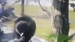 ترسناک ترین حمله حیوانات وحشی به انسان