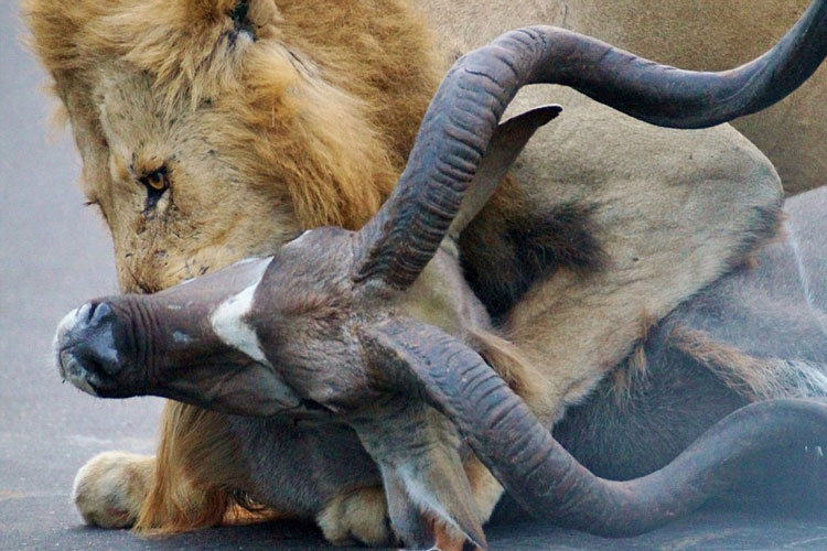 تله زیرکانه شیرها برای شکار آنتلوپ فیلم