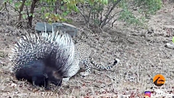 جنگ خونین پلنگ با جوجه تیغی - حیات وحش آفریقا