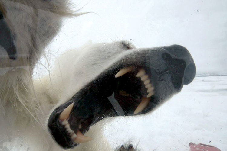 حمله خرس قطبی به فیلمبردار حیات‌وحش | فیلم