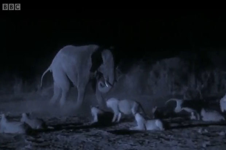 حمله شبانه ۳۰ شیر گرسنه به گله فیل‌ها و شکار یک گوساله | فیلم