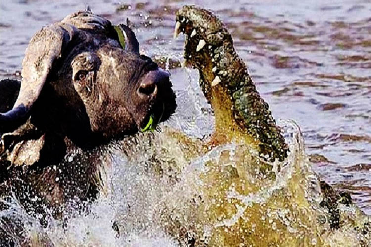 حمله نا فرجام کروکودیل و فرار گاومیش | فیلم