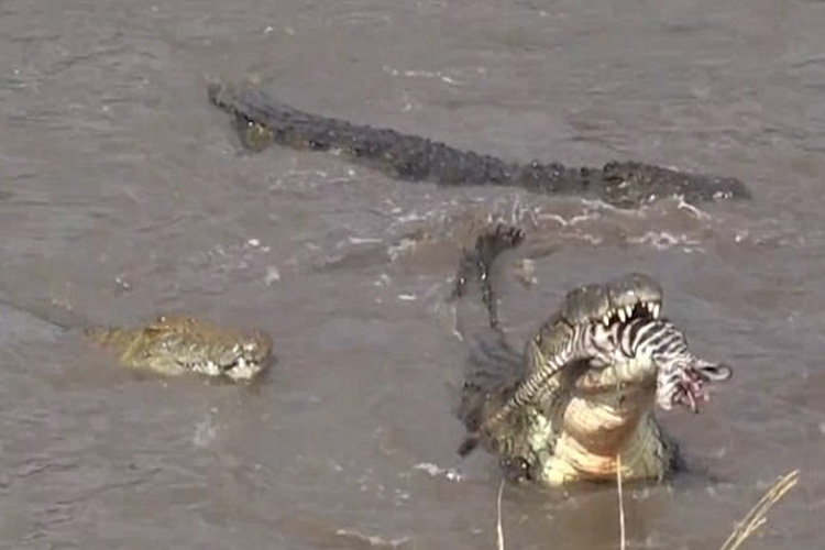 دعوای تمساح‌ها برای تکه تکه کردن گورخر فیلم